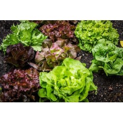 Salade Laitue Rgette...
