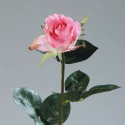Tige Rose Colombienne  Rose...