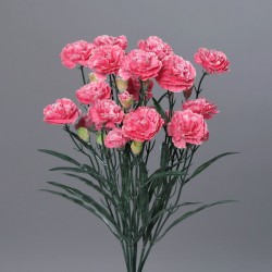 Buisson Oeillet X7  Rose...