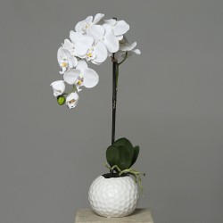 Phalaenopsis En Pot  Crème H46