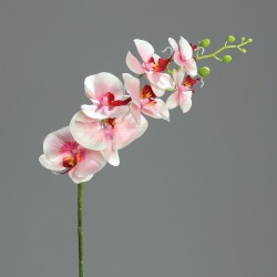Tige Phalaenopsis 7 Fleurs...