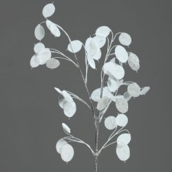 Tige Lunaria  Blanc H73