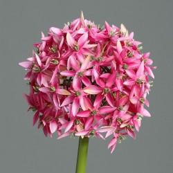 Tige Allium  Fuschia H70