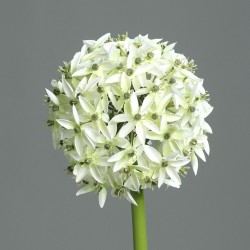 Tige Allium  Blanc/Vert H70