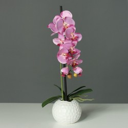 Phalaenopsis En Pot  Rose H46