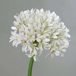 Tige Allium Geant  Crème H92