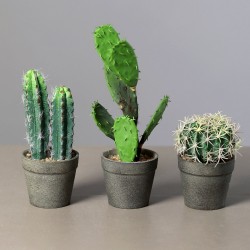 Cactus X3 En Pot   H25
