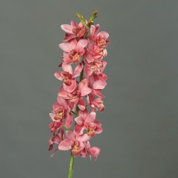 Orchidee Cymbidium  Rose H77