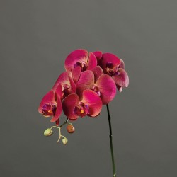 Tige Orchidee  Rose/Crème H78