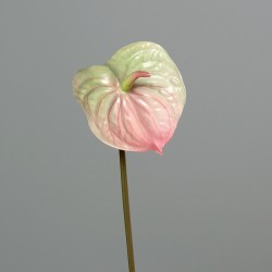 Tige Anthurium  Vert/Rose H69