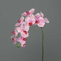 Tige Phalaenopsis...