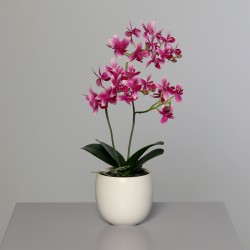 Orchidee X2 Pot Céramique...