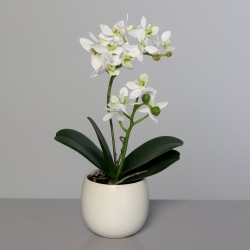 Orchidee En Pot Céramique...