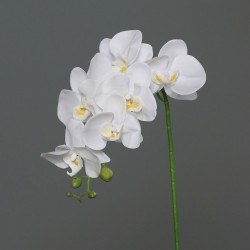 Tige Phalaenopsis  Crème H82