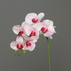 Tige Phalaenopsis...