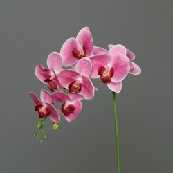 Tige Phalaenopsis  Rose...
