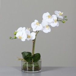 Phalaenopsis Motte En Coupe...