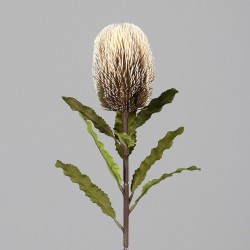 Tige Protea  Crème H65