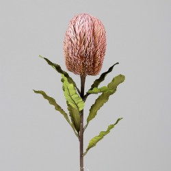 Tige Protea  Rose H65