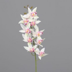 Tige Cymbidium  Blanc/Rose H85