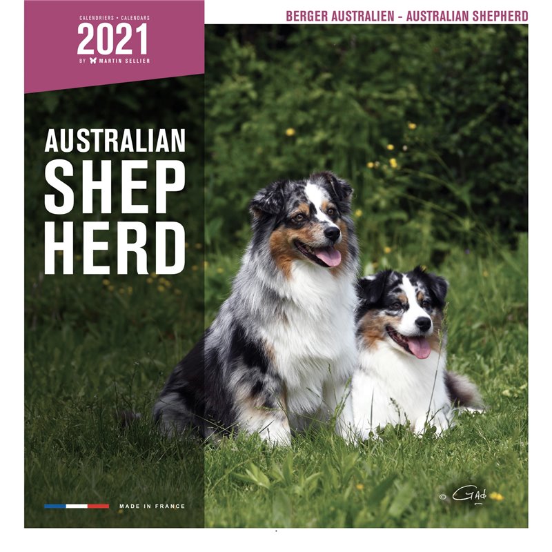 Livre australian shephe berger australien 