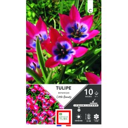 TULIPE botanique Little...