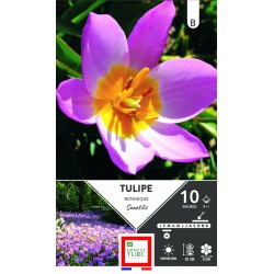 TULIPE botanique Saxatilis...