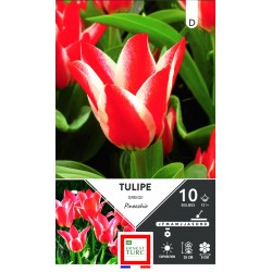TULIPE greigii Pinocchio...