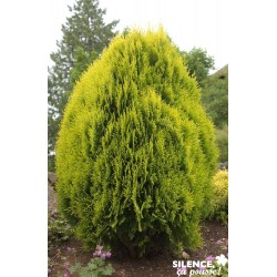 Thuja Orientalis Aurea Nana...