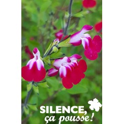 Salvia Greggii Cherry Lips®...