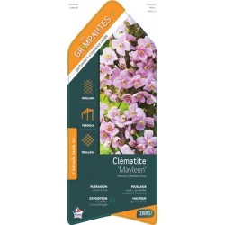 CLEMATIS montana 'Mayleen'...