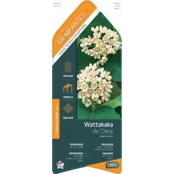 DREGEA sinensis ECH 90/120 C3L