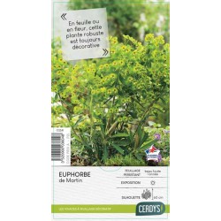 EUPHORBIA martinii jaune...