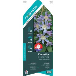 CLEMATIS 'Blue River'...