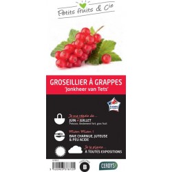 GROSEILLIER a grappes...