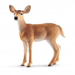 Biche De Virginie Wild Life...