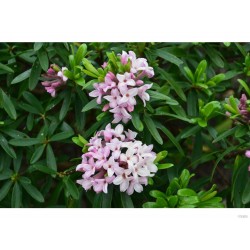 Daphne Transatlantica...