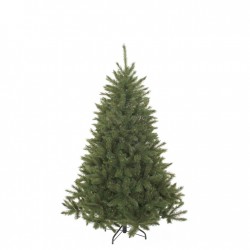 Sapin Bristlecone Vert En...