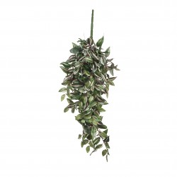 Chute Detradescantia Vert...