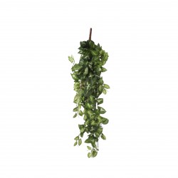 Chute De Fittonia Vert En...