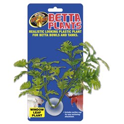Betta plant - window leaf bp25