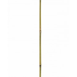 Tuteur BAMBOO x2 Naturel...