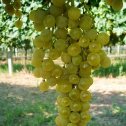 Vigne muscat goldlife...