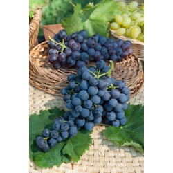 Vigne muscat blue 125/150+-c5l
