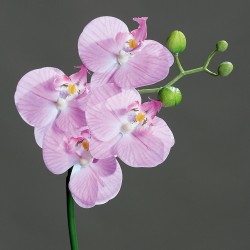 Phalaenopsis Naturel  Lilas...