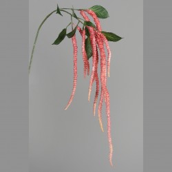 Chute Amaranthus  Rose H135