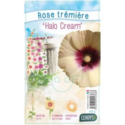 ALCEA rosea 'Halo Cream'...