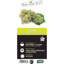 VIGNE 'Seyval Blanc' C1.5L...