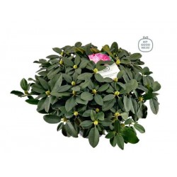 Rhododendron h70-c15l