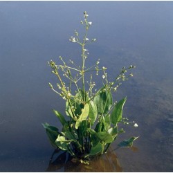 Alisma plantago aquatica p18